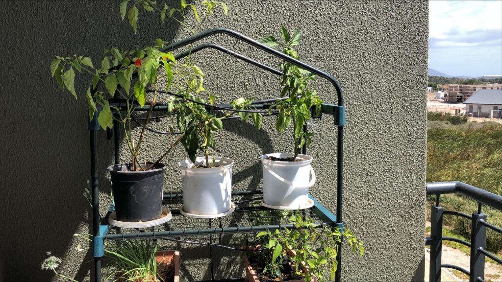 Nicholas Tickle - Everfarm 4